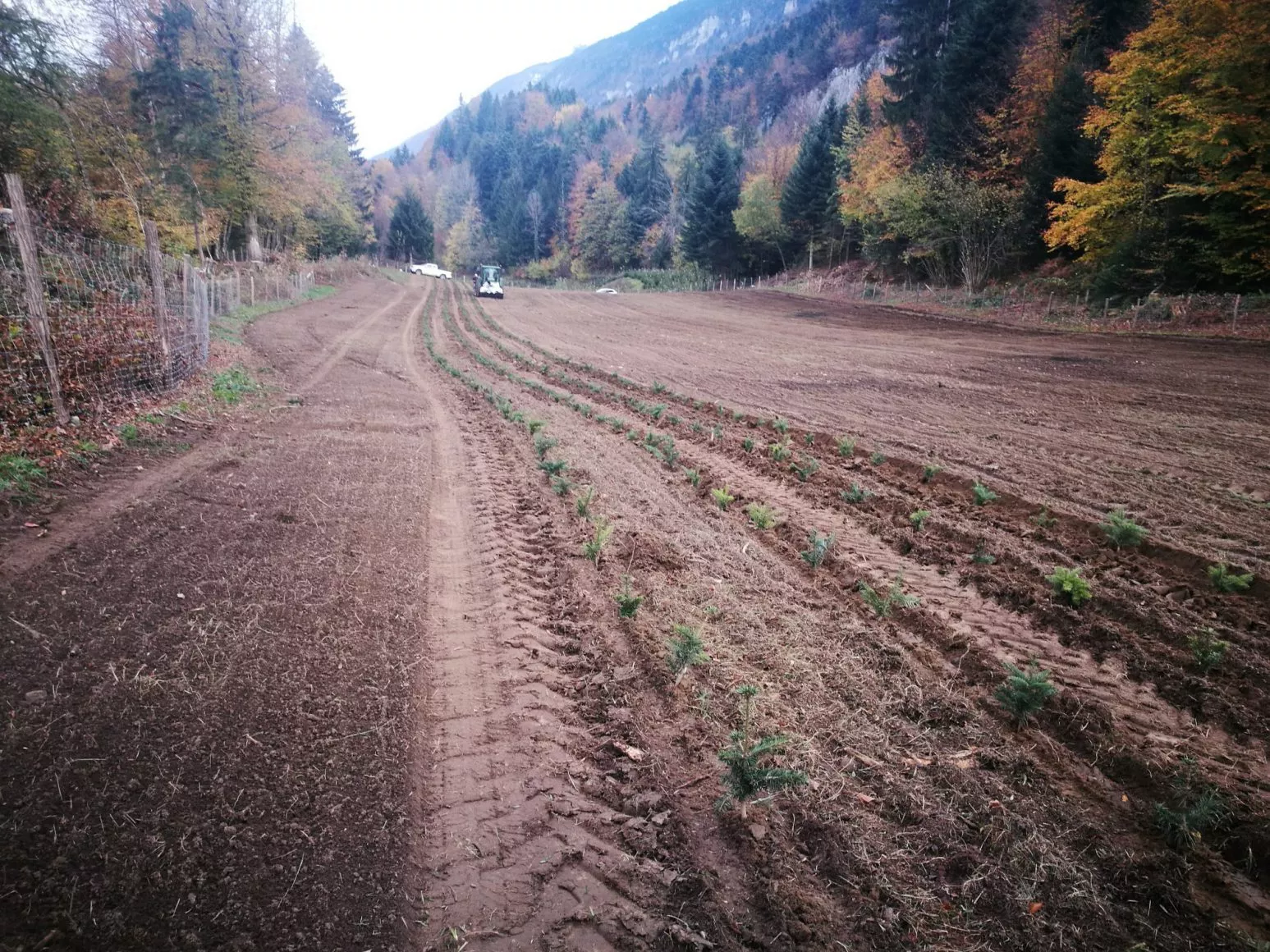 Image for Reportage – plantation de sapins de Noël – automne 2017