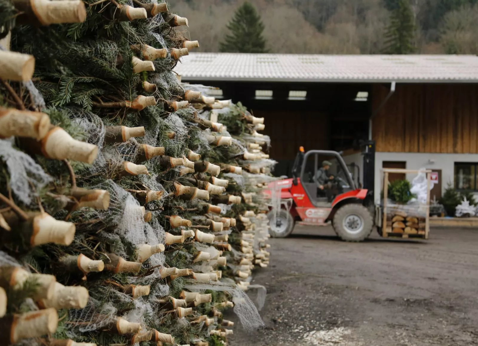 Image for Vente de sapins de Noël aux associations de parents d’élèves, comités d’entreprises, commerçants…