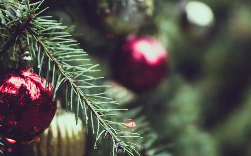 Image for Comment prendre soin et conserver votre sapin de Noël ?