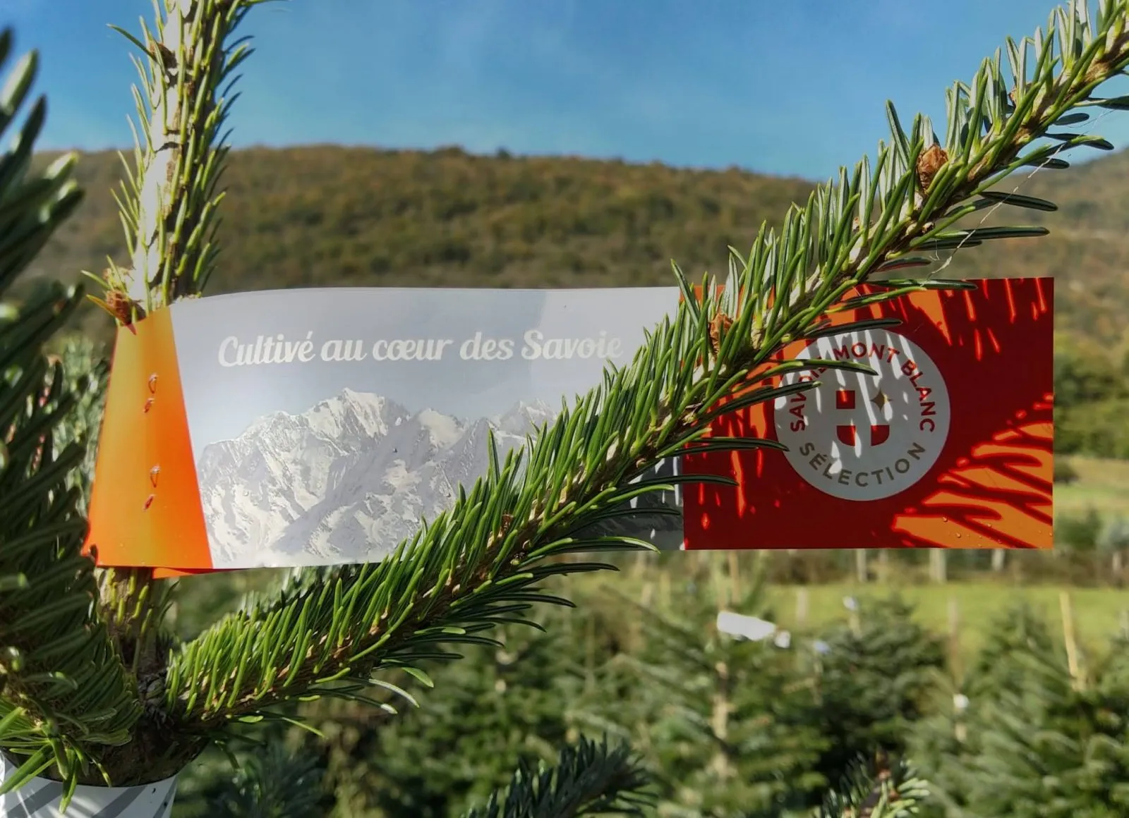 Image for Les sapins de Chartreuse, certifiés par la marque de territoire Savoie Mont Blanc !